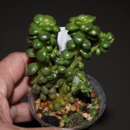 Sedum lucidum obesum cristata