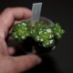 Sedum lucidum obesum cristata