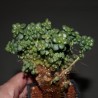 Sedum lucidum obesum cristata - черенок