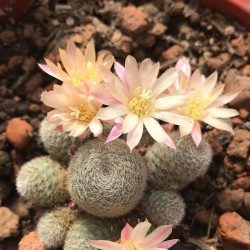 Rebutia heliosa Sunrise