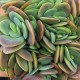 Kalanchoe rotundifolia