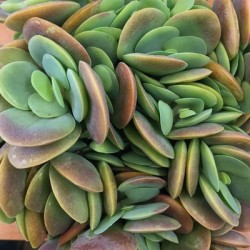 Kalanchoe rotundifolia