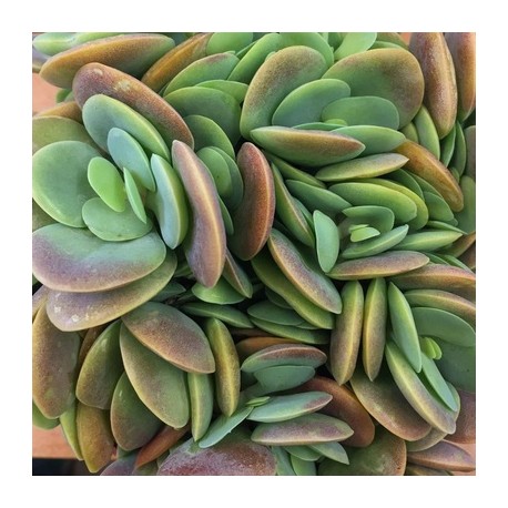 Kalanchoe rotundifolia