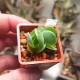 Kalanchoe rotundifolia