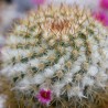Mammillaria columbiana