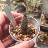 Huernia pillansii