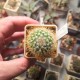 Mammillaria columbiana