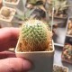 Mammillaria columbiana