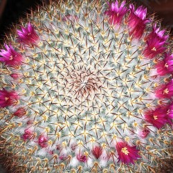 Mammillaria haageana
