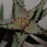 Aloe castilloniae