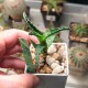Aloe castilloniae