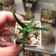 Aloe castilloniae