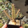 Euphorbia tenuispinosa