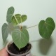 Фикус Ficus petiolaris