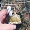 Ficus petiolaris