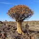 Алоэ древовидное Aloe dichotoma