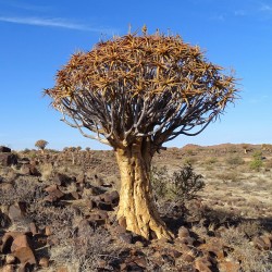Алоэ древовидное Aloe dichotoma