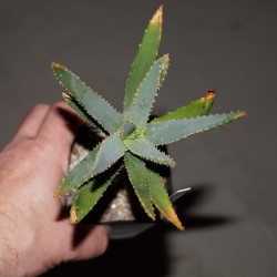 Aloe dichotoma Алоэ древовидное