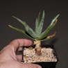 Aloe dichotoma - древовидное алоэ
