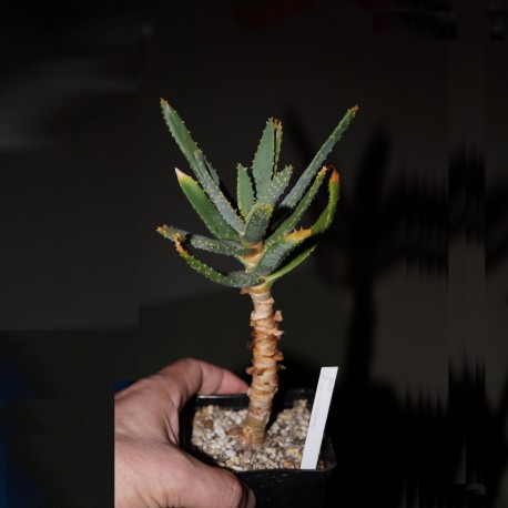 Aloe ramosissima