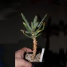 Aloe ramosissima - древовидное алоэ