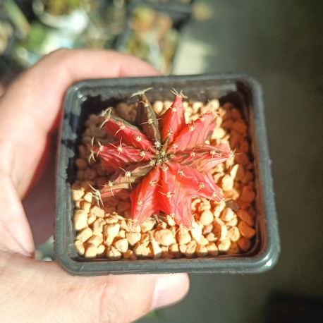 Gymnocalycium mihanovichii variegata RED