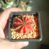 Gymnocalycium mihanovichii variegata RED, 5 см