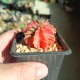 Gymnocalycium mihanovichii variegata RED