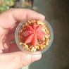 Gymnocalycium mihanovichii variegata RED, 4 см