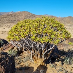 Алоэ древовидное Aloe ramosissima