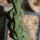 Ceropegia simoneae Green bizarre form