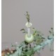 Ceropegia simoneae Green bizarre form