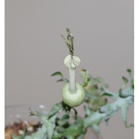 Ceropegia simoneae Green bizarre form