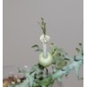 Ceropegia simoneae Green bizarre form