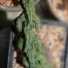 Ceropegia simoneae Green bizarre form
