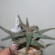 Aloe castilloniae