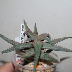 Aloe castilloniae
