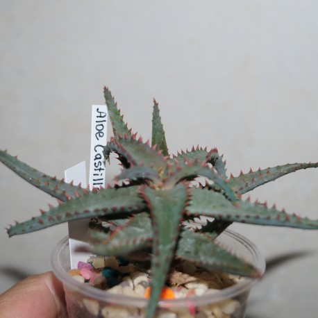 Aloe castilloniae