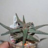 Aloe castilloniae клон 3