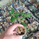 Euphorbia bongolavensis