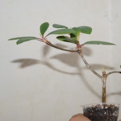 Euphorbia bongolavensis