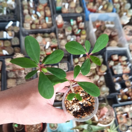 Euphorbia bongolavensis