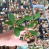 Euphorbia bongolavensis
