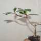 Euphorbia bongolavensis
