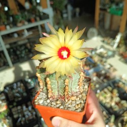 Astrophytum ASCAP