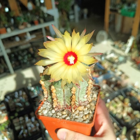 Astrophytum ASCAP