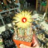 Astrophytum ASCAP