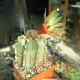 Astrophytum ASCAP