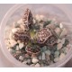 Adromischus marianae Bryan Makin