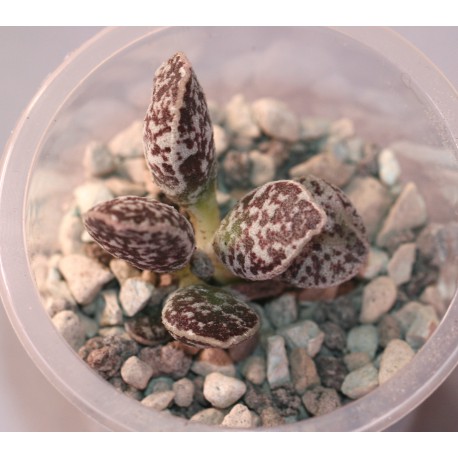 Adromischus marianae Bryan Makin